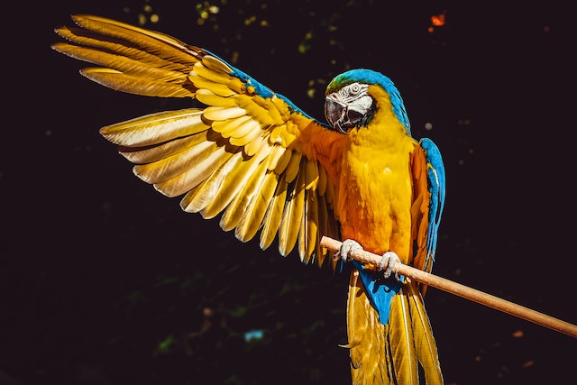 Jouet perroquet : Une parenthèse de joie dans la vie de votre oiseau