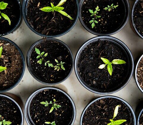 Quand planter vos bulbes pour un jardin coloré ?