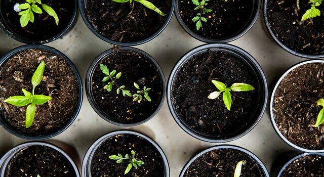 Quand planter vos bulbes pour un jardin coloré ?