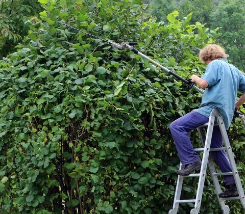 Les mois clés pour la taille des arbustes à floraison estivale