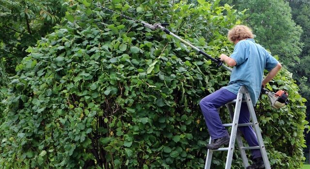 Les mois clés pour la taille des arbustes à floraison estivale