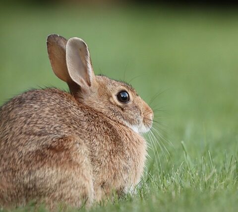 enclos pour lapin