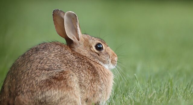 enclos pour lapin