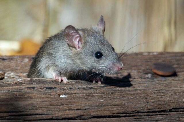 traiter une invasion de rats